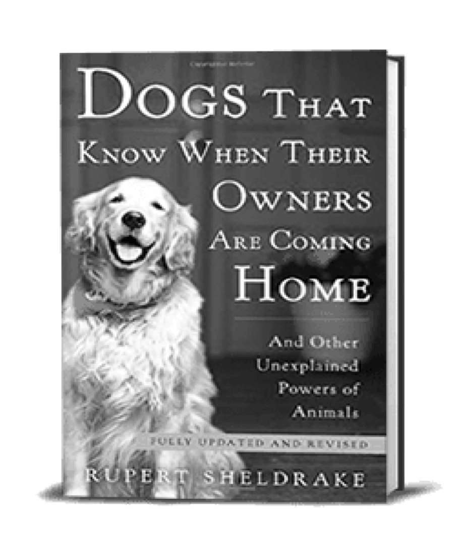 Dogs that know when their owners are coming home