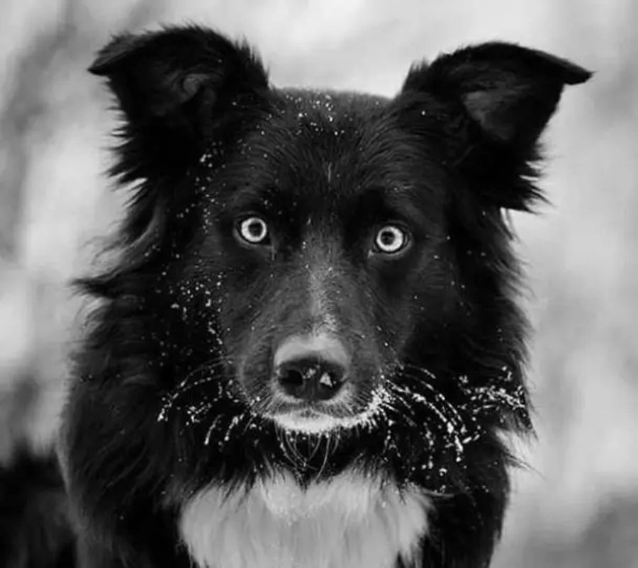 Intense look from a black dog