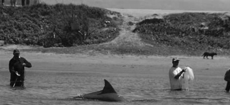 Dolphin herds fish into nets