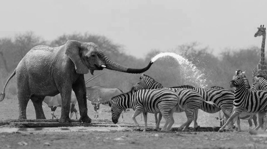Cooperation among species