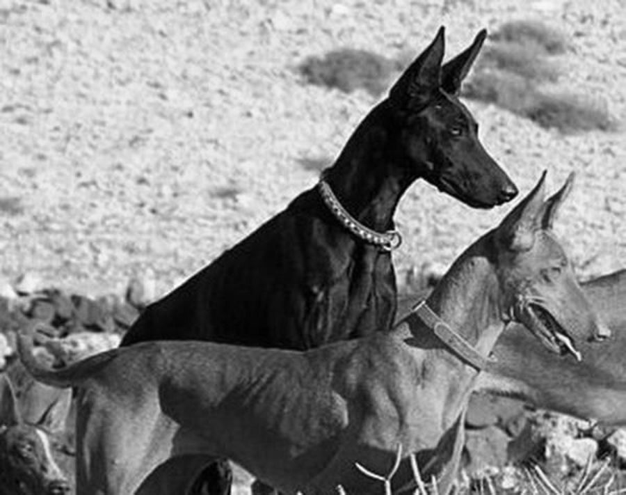 Pharaoh Hounds