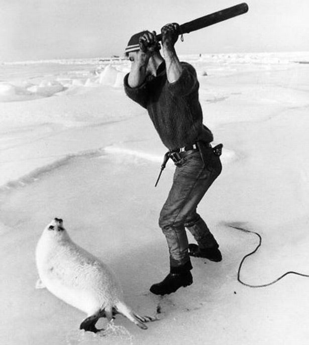 Seal cull