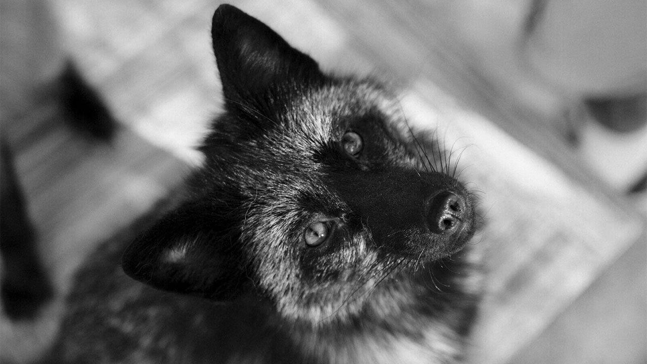 Siberian Fox Experiment