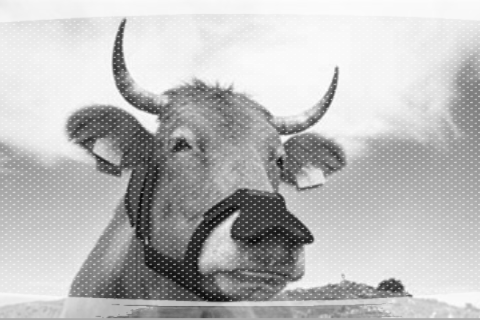Methand masks for cows