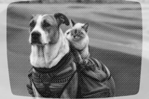 Canid caravan