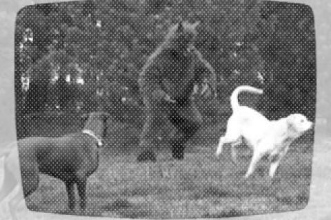 Extremely disturbing dogman footage