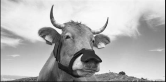 Methand masks for cows