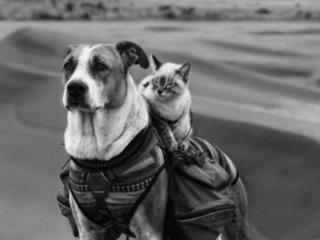 Canid caravan Canid caravan
