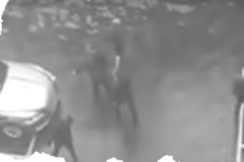 Theresa's chicken walk