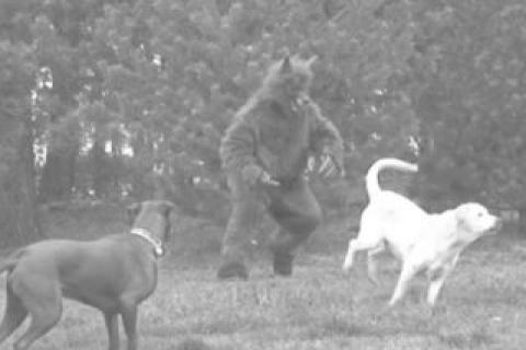 Extremely disturbing dogman footage